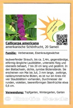 Callicarpa americana, 20 Samen